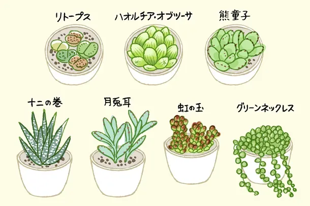 多肉植物 かわいい 種類 を徹底解説！初心者も絶対に失敗しない人気品種と正しい育て方ガイド